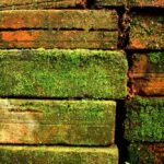 Menghilangkan Lumut di Permukaan Luar Rumah